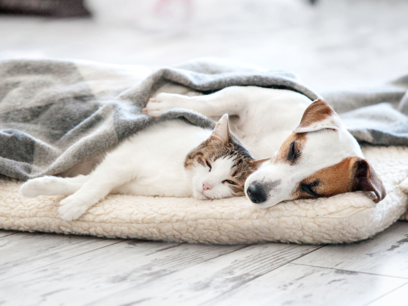 A cat and dog resting peacefully together